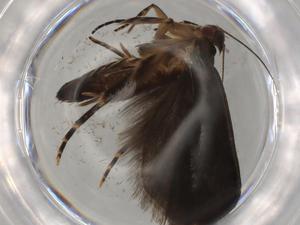  ( - BIOUG81179-G06)  @11 [ ] CreativeCommons - Attribution (2022) Centre for Biodiversity Genomics Centre for Biodiversity Genomics