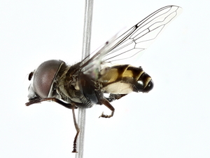  ( - BIOUG77754-A05)  @11 [ ] CreativeCommons - Attribution (2022) CBG Photography Group Centre for Biodiversity Genomics