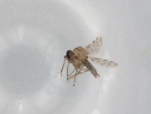  ( - BIOUG80936-B05)  @11 [ ] CreativeCommons - Attribution (2022) Centre for Biodiversity Genomics Centre for Biodiversity Genomics