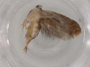  (gelMalaise01 Malaise5060 - BIOUG80971-F07)  @11 [ ] CreativeCommons - Attribution (2022) Centre for Biodiversity Genomics Centre for Biodiversity Genomics