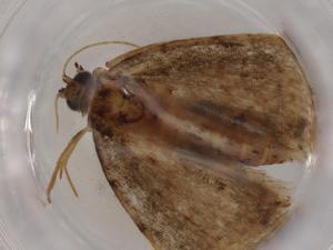  ( - BIOUG80971-G06)  @11 [ ] CreativeCommons - Attribution (2022) Centre for Biodiversity Genomics Centre for Biodiversity Genomics