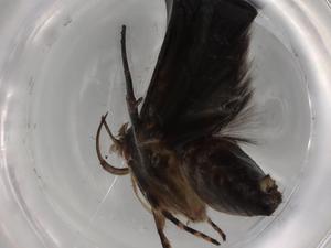  (gelMalaise01 Malaise4753 - BIOUG80971-H10)  @11 [ ] CreativeCommons - Attribution (2022) Centre for Biodiversity Genomics Centre for Biodiversity Genomics