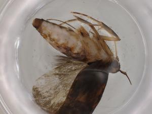  ( - BIOUG81713-A03)  @11 [ ] CreativeCommons - Attribution (2022) Centre for Biodiversity Genomics Centre for Biodiversity Genomics