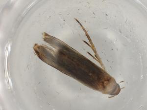  ( - BIOUG82002-F02)  @11 [ ] CreativeCommons - Attribution (2022) Centre for Biodiversity Genomics Centre for Biodiversity Genomics