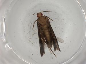  ( - BIOUG82003-A12)  @11 [ ] CreativeCommons - Attribution (2022) Centre for Biodiversity Genomics Centre for Biodiversity Genomics