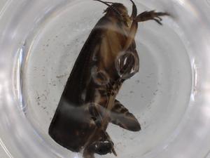  ( - BIOUG82021-G08)  @11 [ ] CreativeCommons - Attribution (2022) Centre for Biodiversity Genomics Centre for Biodiversity Genomics