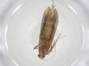  ( - CBG-A17289-E02)  @11 [ ] CreativeCommons - Attribution Share - Alike (2023) Centre for Biodiversity Genomics Centre for Biodiversity Genomics