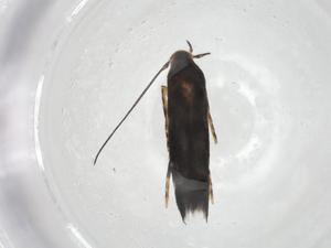  ( - CBG-A17298-G10)  @11 [ ] CreativeCommons - Attribution Share - Alike (2023) Centre for Biodiversity Genomics Centre for Biodiversity Genomics