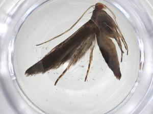  ( - CBG-A17303-B12)  @11 [ ] CreativeCommons - Attribution Share - Alike (2023) Centre for Biodiversity Genomics Centre for Biodiversity Genomics