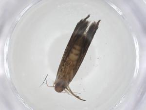  ( - CBG-A17303-C09)  @11 [ ] CreativeCommons - Attribution Share - Alike (2023) Centre for Biodiversity Genomics Centre for Biodiversity Genomics