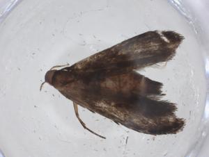  ( - CBG-A17307-B11)  @11 [ ] CreativeCommons - Attribution Share - Alike (2023) Centre for Biodiversity Genomics Centre for Biodiversity Genomics