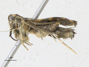  ( - CBG-A17532-A10)  @11 [ ] CreativeCommons - Attribution Share-Alike (2023) CBG Photography Group Centre for Biodiversity Genomics