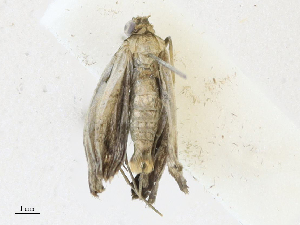  ( - CBG-A17537-D11)  @11 [ ] CreativeCommons - Attribution Share - Alike (2023) CBG Photography Group Centre for Biodiversity Genomics