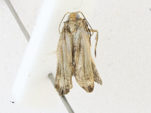  (depMalaise01 Malaise8643 - CBG-A17538-B12)  @11 [ ] CreativeCommons - Attribution Share-Alike (2023) CBG Photography Group Centre for Biodiversity Genomics