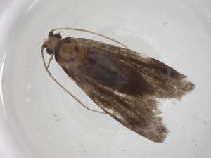  ( - CBG-A19109-A05)  @11 [ ] CreativeCommons - Attribution Share - Alike (2023) Centre for Biodiversity Genomics Centre for Biodiversity Genomics