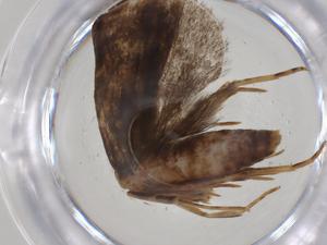  ( - CBG-A19112-G02)  @11 [ ] CreativeCommons - Attribution Share - Alike (2023) Centre for Biodiversity Genomics Centre for Biodiversity Genomics