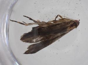  ( - CBG-A19127-D03)  @11 [ ] CreativeCommons - Attribution Share - Alike (2023) Centre for Biodiversity Genomics Centre for Biodiversity Genomics