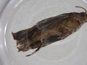  ( - CBG-A20437-F04)  @11 [ ] CreativeCommons - Attribution Share - Alike (2023) Centre for Biodiversity Genomics Centre for Biodiversity Genomics