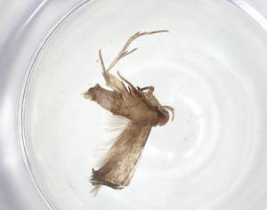  (geleBioLep01 BioLep1036 - CBG-A20439-H05)  @11 [ ] CreativeCommons - Attribution Share - Alike (2023) Centre for Biodiversity Genomics Centre for Biodiversity Genomics