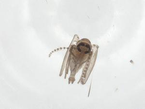  ( - CBG-A20453-B03)  @11 [ ] CreativeCommons - Attribution Share - Alike (2023) Centre for Biodiversity Genomics Centre for Biodiversity Genomics