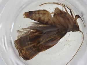  ( - CBG-A20462-A02)  @11 [ ] CreativeCommons - Attribution Share - Alike (2023) Centre for Biodiversity Genomics Centre for Biodiversity Genomics