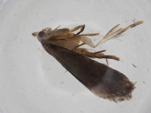  (gelMalaise01 Malaise8636 - CBG-A20465-B06)  @11 [ ] CreativeCommons - Attribution Share - Alike (2023) Centre for Biodiversity Genomics Centre for Biodiversity Genomics