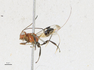  (Capitonius Malaise0917 - CBG-A21729-E05)  @11 [ ] CreativeCommons - Attribution Share-Alike (2023) CBG Photography Group Centre for Biodiversity Genomics