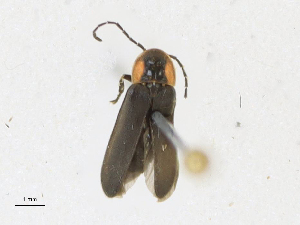  ( - CBG-A21730-B11)  @11 [ ] CreativeCommons - Attribution Share-Alike (2023) CBG Photography Group Centre for Biodiversity Genomics