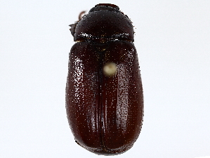  ( - BIOUG73664-A10)  @11 [ ] CreativeCommons - Attribution (2022) CBG Photography Group Centre for Biodiversity Genomics