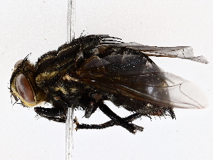 ( - BIOUG73664-F01)  @11 [ ] CreativeCommons - Attribution (2022) CBG Photography Group Centre for Biodiversity Genomics