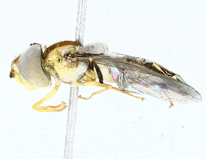  ( - BIOUG73668-B06)  @11 [ ] CreativeCommons - Attribution (2022) CBG Photography Group Centre for Biodiversity Genomics