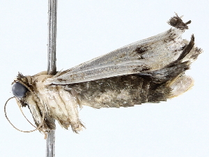  ( - BIOUG73669-D09)  @11 [ ] CreativeCommons - Attribution (2022) CBG Photography Group Centre for Biodiversity Genomics