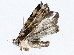  ( - BIOUG73669-D12)  @11 [ ] CreativeCommons - Attribution (2022) CBG Photography Group Centre for Biodiversity Genomics