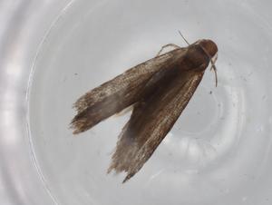  ( - BIOUG77018-H10)  @11 [ ] CreativeCommons - Attribution (2022) Centre for Biodiversity Genomics Centre for Biodiversity Genomics