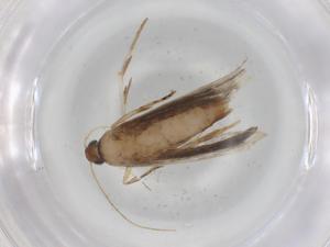  ( - BIOUG79102-D10)  @11 [ ] CreativeCommons - Attribution (2022) Centre for Biodiversity Genomics Centre for Biodiversity Genomics