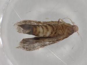  ( - BIOUG79124-F05)  @11 [ ] CreativeCommons - Attribution (2022) Centre for Biodiversity Genomics Centre for Biodiversity Genomics