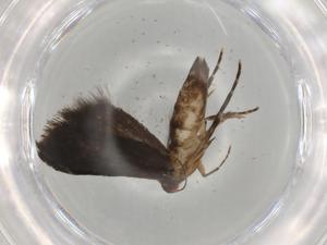  ( - BIOUG79133-D03)  @11 [ ] CreativeCommons - Attribution (2022) Centre for Biodiversity Genomics Centre for Biodiversity Genomics