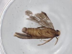  ( - BIOUG79171-H02)  @11 [ ] CreativeCommons - Attribution (2022) Centre for Biodiversity Genomics Centre for Biodiversity Genomics