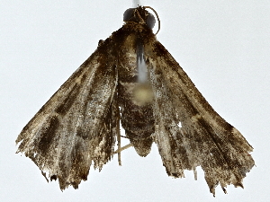  (Salia Malaise4039 - BIOUG80175-F12)  @11 [ ] CreativeCommons - Attribution (2022) CBG Photography Group Centre for Biodiversity Genomics