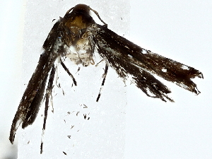  ( - BIOUG80175-G05)  @11 [ ] CreativeCommons - Attribution (2022) CBG Photography Group Centre for Biodiversity Genomics