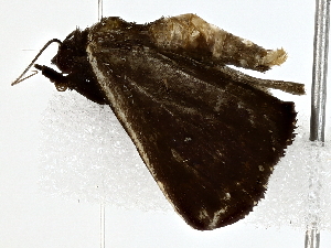  ( - BIOUG80176-G05)  @11 [ ] CreativeCommons - Attribution (2022) CBG Photography Group Centre for Biodiversity Genomics