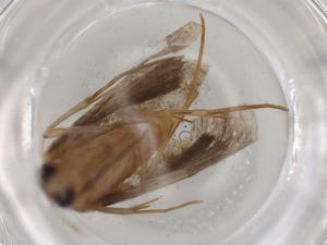  ( - BIOUG84776-E05)  @11 [ ] CreativeCommons - Attribution (2022) Centre for Biodiversity Genomics Centre for Biodiversity Genomics