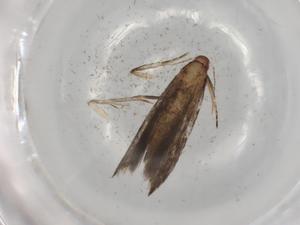  ( - BIOUG84776-E07)  @11 [ ] CreativeCommons - Attribution (2022) Centre for Biodiversity Genomics Centre for Biodiversity Genomics