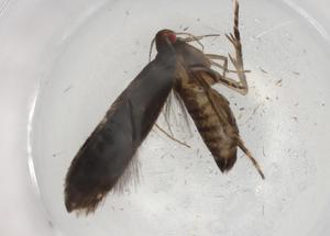  ( - BIOUG84787-B04)  @11 [ ] CreativeCommons - Attribution (2022) Centre for Biodiversity Genomics Centre for Biodiversity Genomics