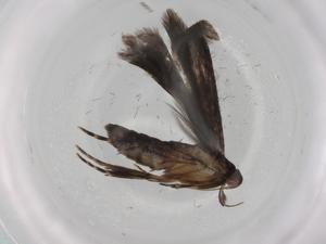  ( - BIOUG85065-A02)  @11 [ ] CreativeCommons - Attribution (2022) Centre for Biodiversity Genomics Centre for Biodiversity Genomics