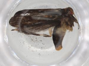  ( - BIOUG85416-C08)  @11 [ ] CreativeCommons - Attribution (2022) Centre for Biodiversity Genomics Centre for Biodiversity Genomics