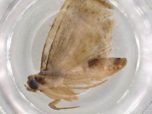  (Sigela Malaise1027 - BIOUG85430-D03)  @11 [ ] CreativeCommons - Attribution (2022) Centre for Biodiversity Genomics Centre for Biodiversity Genomics