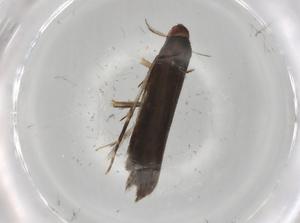  (gelMalaise01 Malaise6334 - BIOUG85430-D04)  @11 [ ] CreativeCommons - Attribution (2022) Centre for Biodiversity Genomics Centre for Biodiversity Genomics