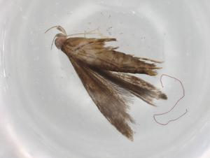  ( - BIOUG85430-D06)  @11 [ ] CreativeCommons - Attribution (2022) Centre for Biodiversity Genomics Centre for Biodiversity Genomics