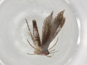  ( - BIOUG85560-B08)  @11 [ ] CreativeCommons - Attribution (2022) Centre for Biodiversity Genomics Centre for Biodiversity Genomics